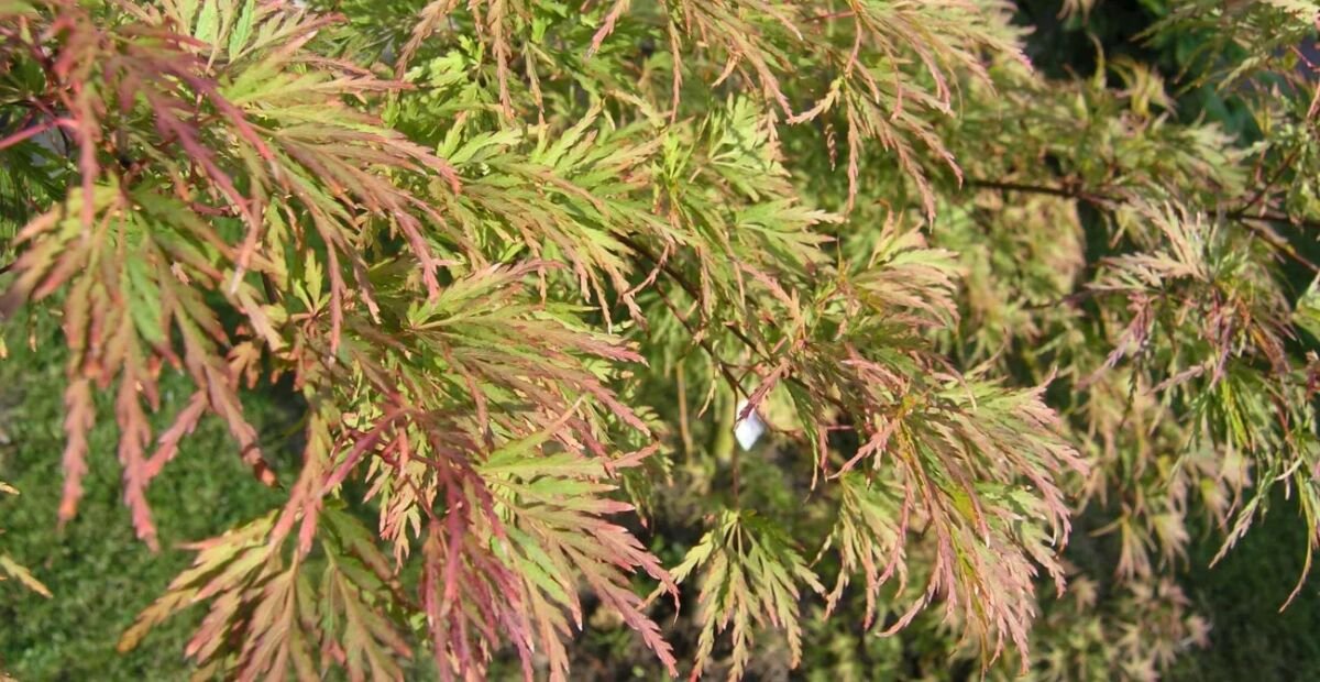 Acer palmatum 'Seiryu' – Pflanzenfoto