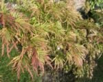 Seiryu (Acer palmatum ‘Seiryu’)