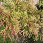Acer palmatum 'Seiryu' – zdjęcie rośliny