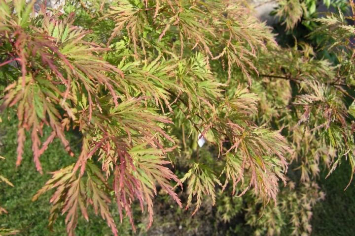 Acer palmatum 'Seiryu'