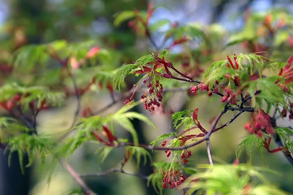 Acer palmatum 'Seiryu' – characteristic appearance, plant photo