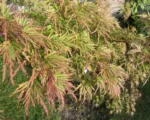 Seiryu (Acer palmatum ‘Seiryu’)