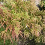 Seiryu (Acer palmatum ‘Seiryu’) (Acer palmatum 'Seiryu') – plant photo