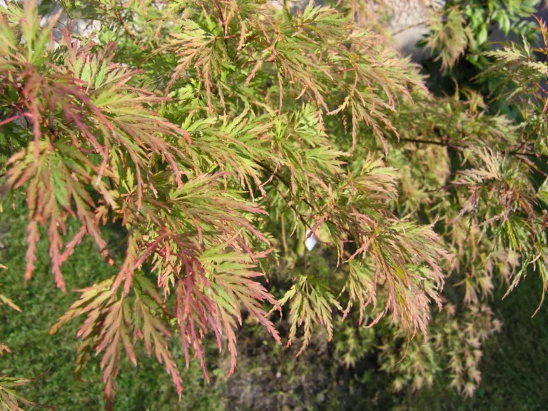 Seiryu (Acer palmatum ‘Seiryu’) (Acer palmatum 'Seiryu') – plant photo