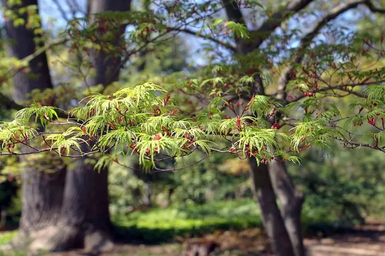 Seiryu (Acer palmatum ‘Seiryu’) (Acer palmatum 'Seiryu') – characteristic appearance