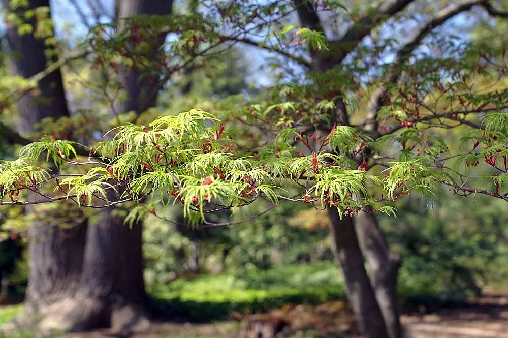 Acer palmatum 'Seiryu' – characteristic appearance, plant photo