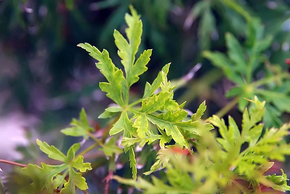 Acer palmatum 'Seiryu' – characteristic appearance, plant photo
