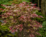 Shirazz (Acer palmatum ‘Shirazz’)