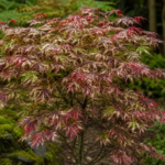Acer palmatum 'Shirazz' – zdjęcie rośliny