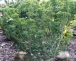 Javor levia hlava (Acer palmatum ‘Shishigashira’)