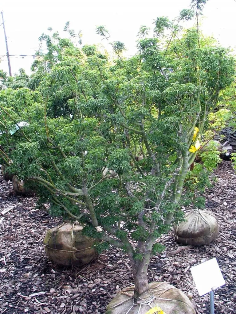 klon palmowy 'Shishigashira' (Acer palmatum 'Shishigashira') – in a garden setting, plant photo