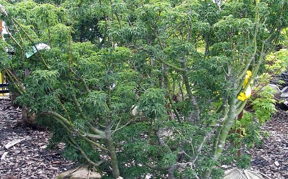 lion's head maple (Acer palmatum 'Shishigashira') – plant photo