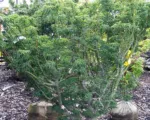 Lion’s head maple (Acer palmatum ‘Shishigashira’)