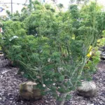 lion's head maple (Acer palmatum 'Shishigashira') – plant photo