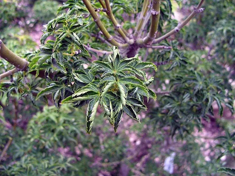 klon palmowy 'Shishigashira' (Acer palmatum 'Shishigashira') – in a garden setting, plant photo