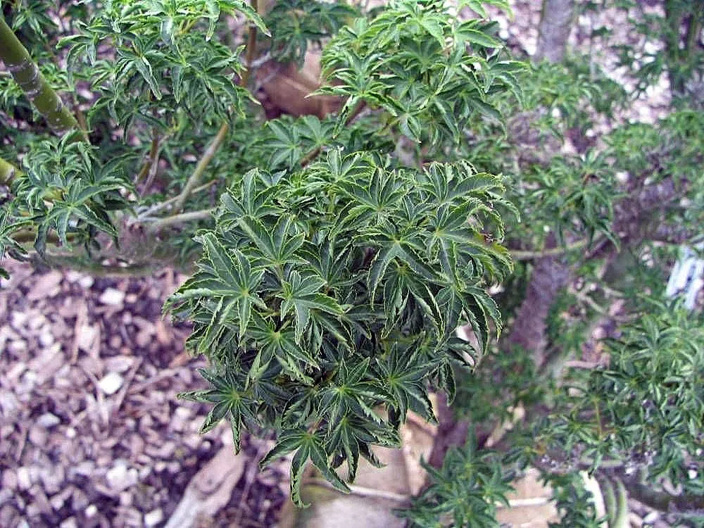 klon palmowy 'Shishigashira' (Acer palmatum 'Shishigashira') – in a garden setting, plant photo