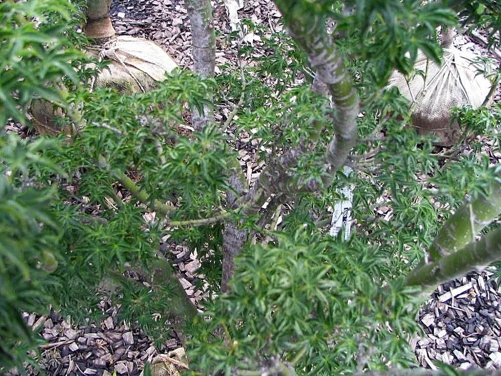 klon palmowy 'Shishigashira' (Acer palmatum 'Shishigashira') – in a garden setting, plant photo