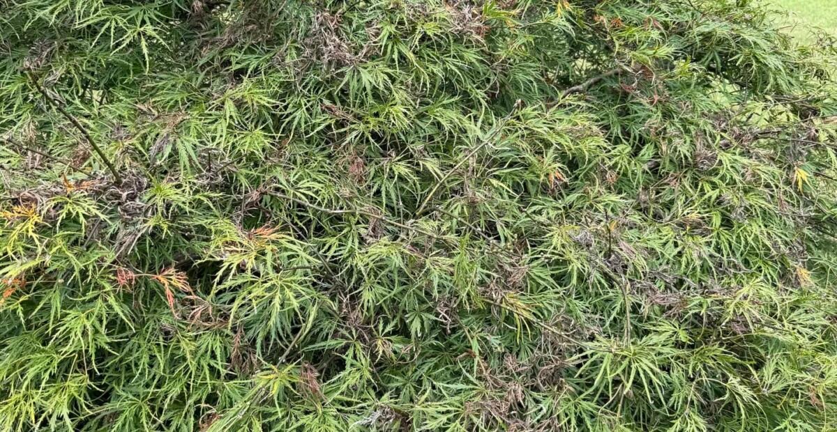 Acer palmatum 'Viridis' – fotografia rastliny