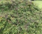 Viridis (Acer palmatum ‘Viridis’)