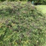 Acer palmatum 'Viridis' – zdjęcie rośliny