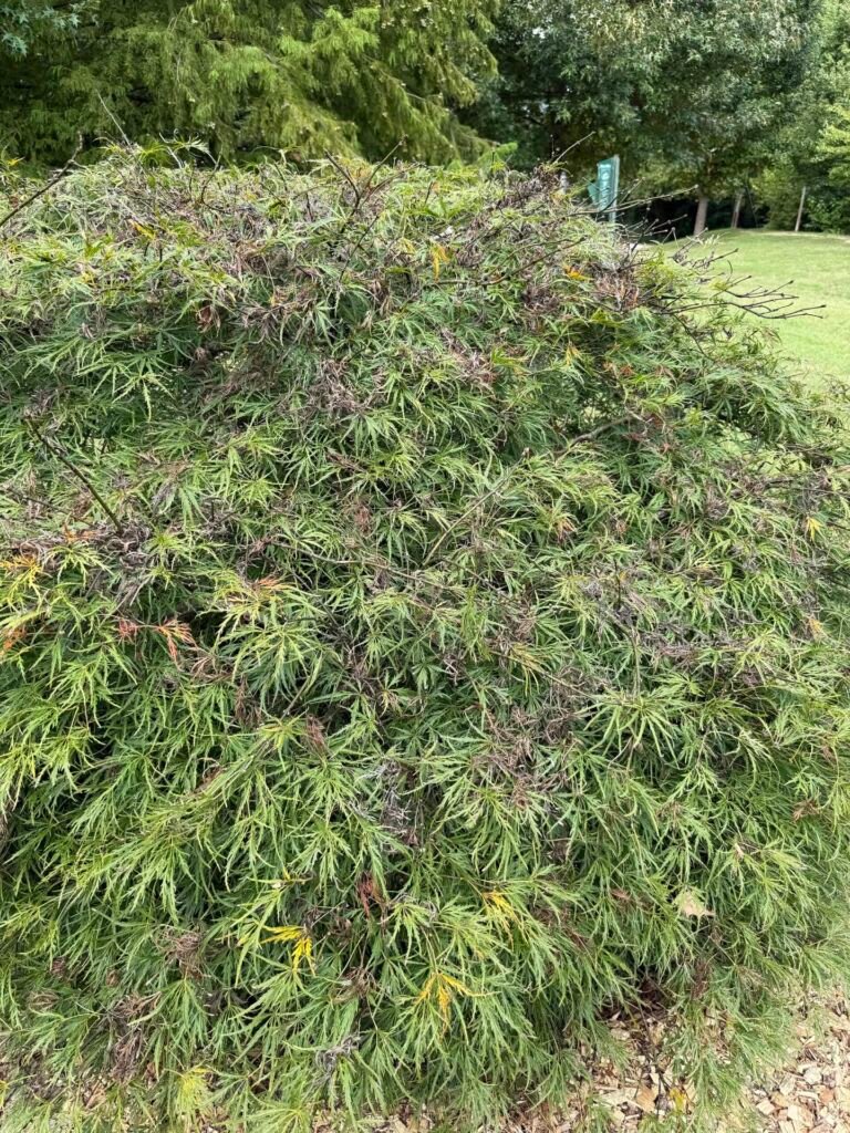 Acer palmatum 'Viridis' – Pflanzenfoto