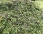 Viridis (Acer palmatum ‘Viridis’)