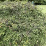 Viridis (Acer palmatum ‘Viridis’) (Acer palmatum 'Viridis') – plant photo