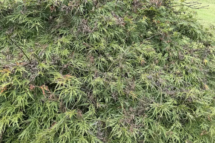 Acer palmatum 'Viridis'