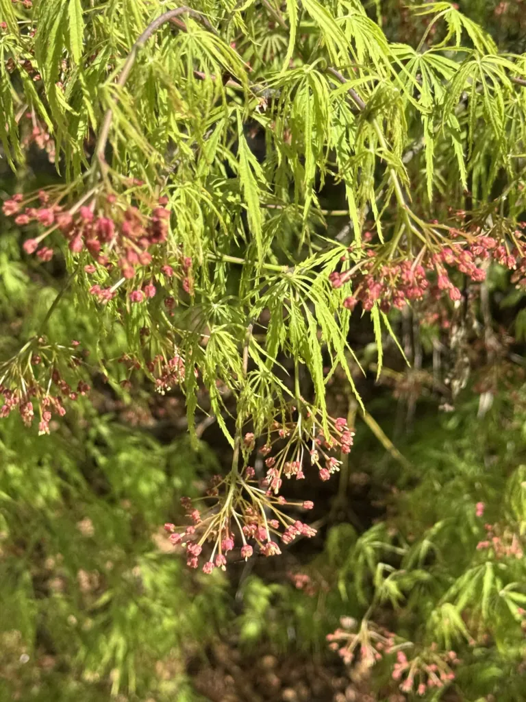 Acer palmatum 'Viridis' – flowers in close-up, plant photo
