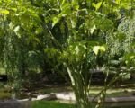 Pásikavý javor (Acer pensylvanicum) – návod na pestovanie