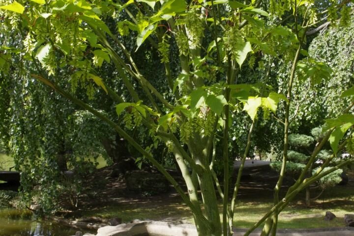 Acer pensylvanicum
