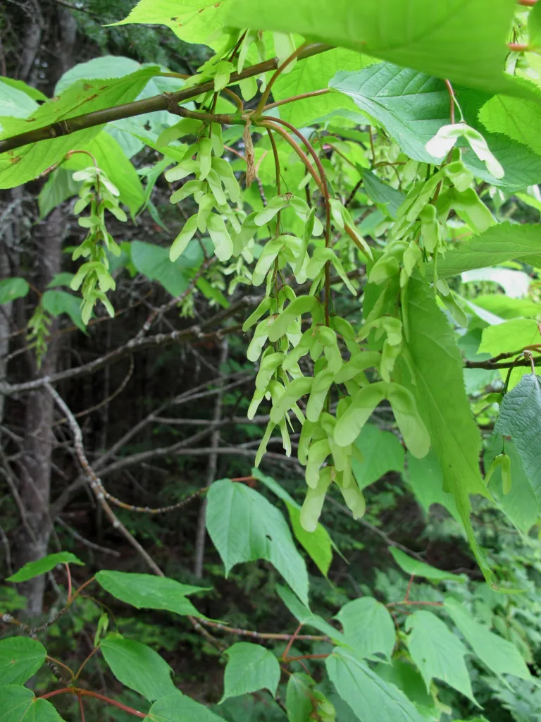 striped maple (Acer pensylvanicum) – fruit in close-up, plant photo
