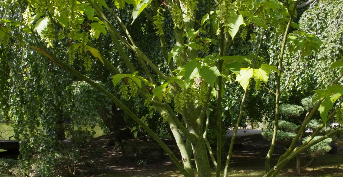 striped maple (Acer pensylvanicum) – plant photo