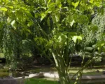 Striped maple (Acer pensylvanicum) care guide