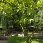 striped maple (Acer pensylvanicum) – plant photo