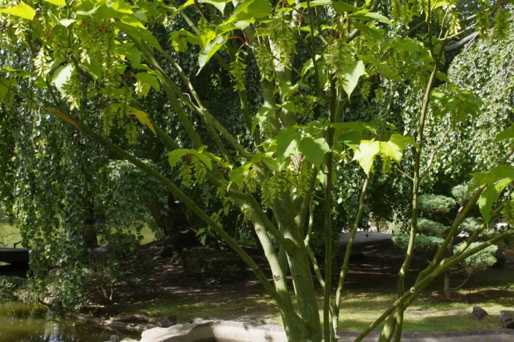 Acer pensylvanicum
