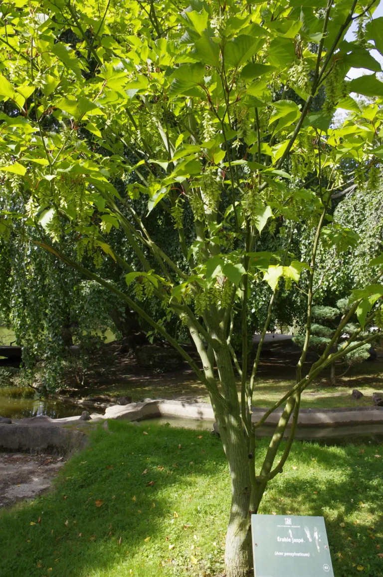 striped maple (Acer pensylvanicum) – plant photo