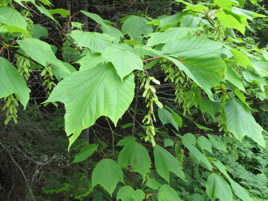striped maple (Acer pensylvanicum) – fruit in close-up, plant photo