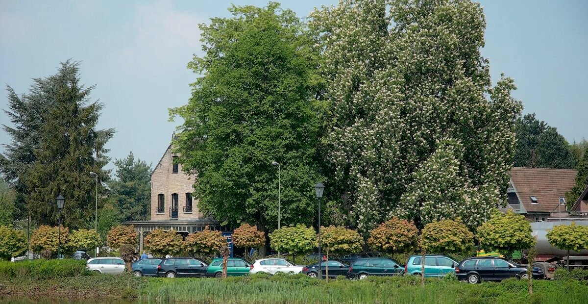 Acer platanoides 'Globosum' – fotografia rastliny