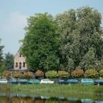 Acer platanoides 'Globosum' – zdjęcie rośliny