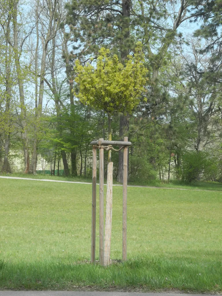 Globosum (Acer platanoides ‘Globosum’) (Acer platanoides 'Globosum') – natural growth