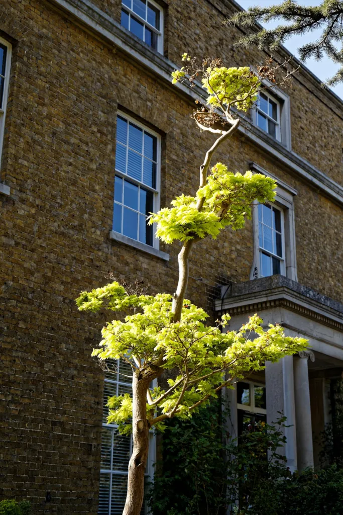 Golden full moon maple (Acer shirasawanum 'Aureum') – leaves and shoots, plant photo