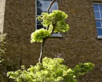 Golden full moon maple (Acer shirasawanum ‘Aureum’)