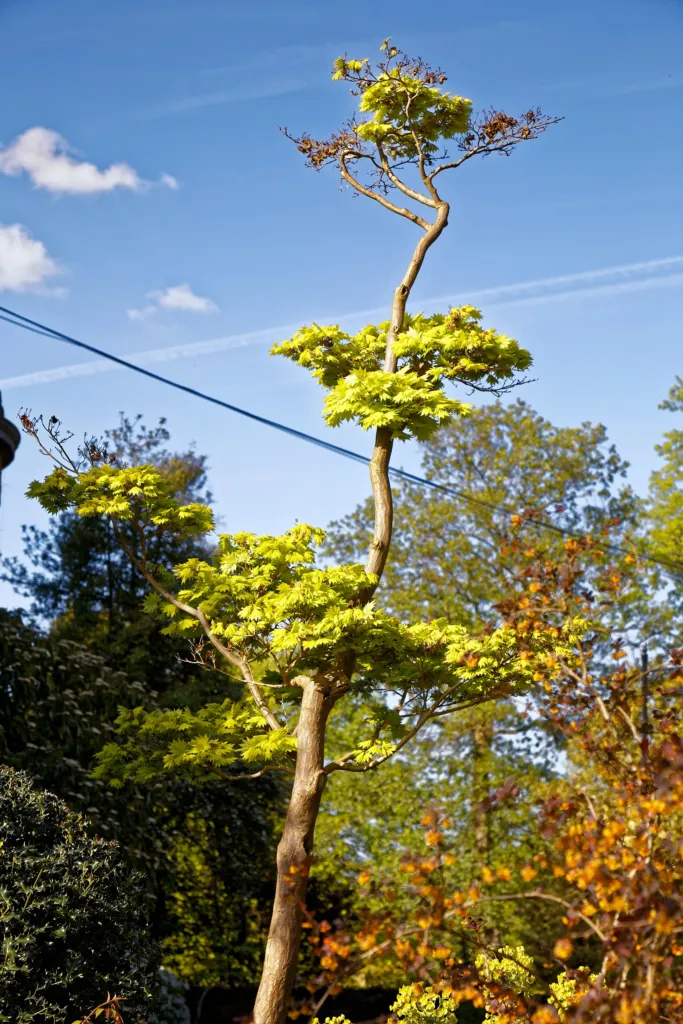 Golden full moon maple (Acer shirasawanum 'Aureum') – leaves and shoots, plant photo