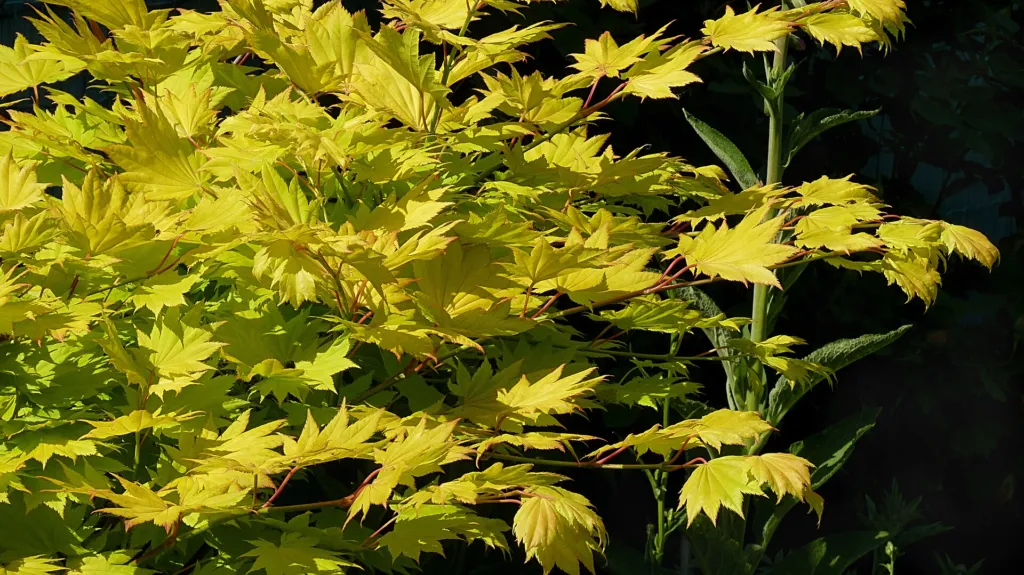 Golden full moon maple (Acer shirasawanum 'Aureum') – in a garden setting, plant photo