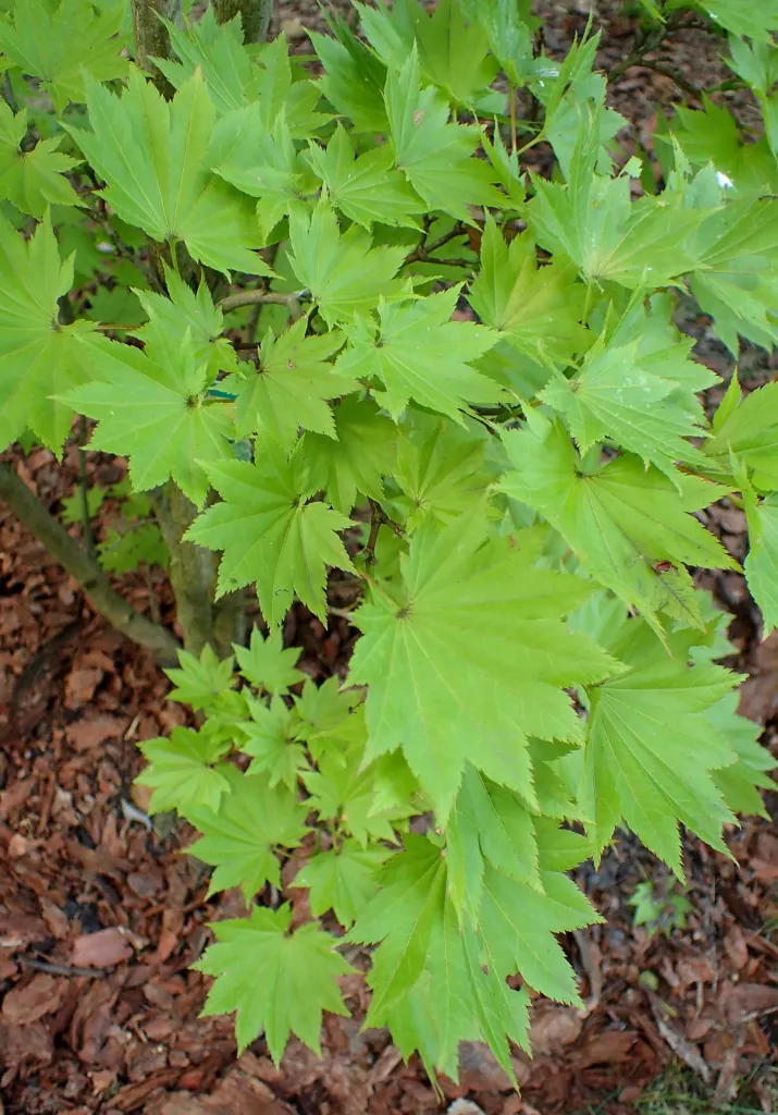 Golden full moon maple (Acer shirasawanum 'Aureum') – in a garden setting, plant photo
