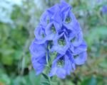 Tojad Aconitum carmichaelii – uprawa i pielęgnacja
