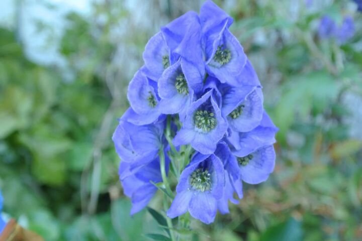 Aconitum carmichaelii