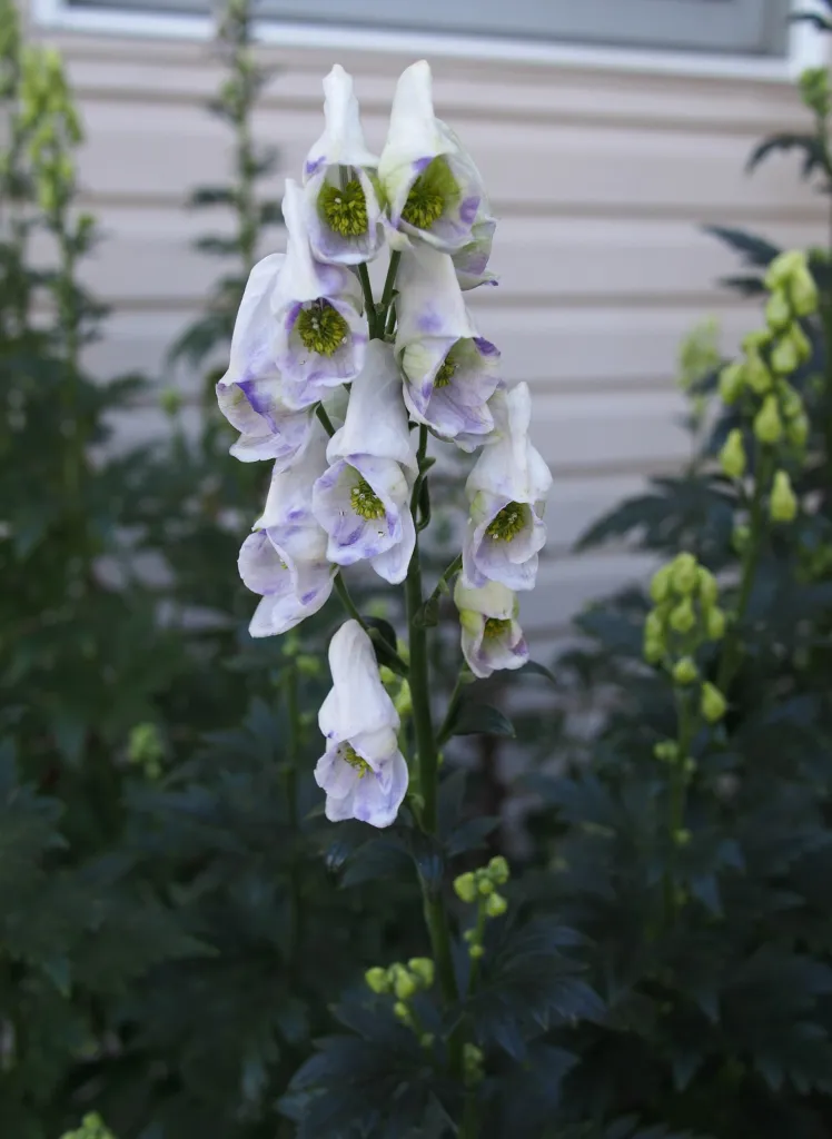 Aconitum carmichaelii – seeds and fruit, plant photo