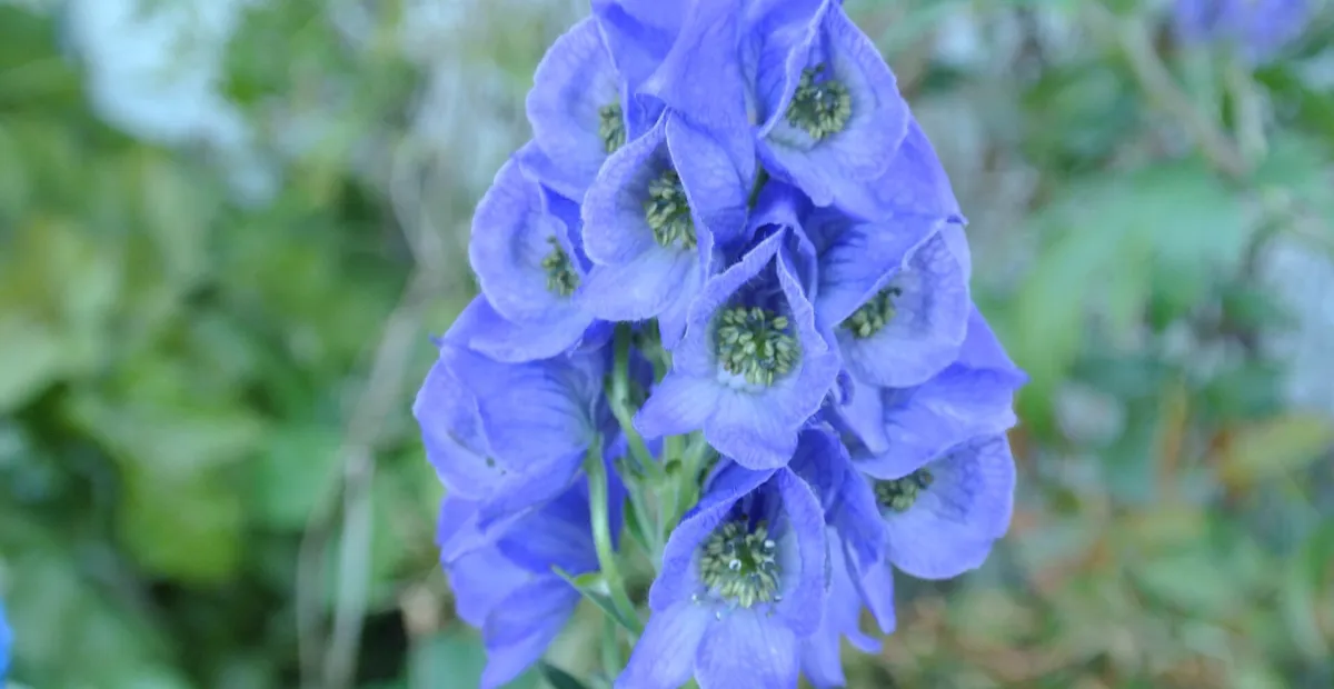 Azure Monkshood (Aconitum carmichaelii) – plant photo